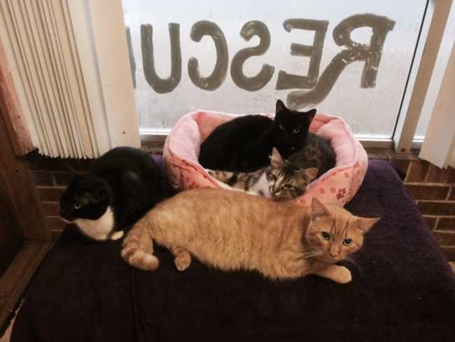 Cat Rescue E1505943561795