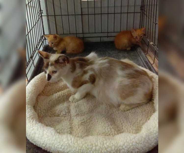 Cats Cage