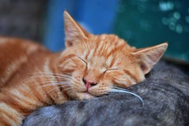 Ginger Kitty 1024X685 E1505946557950