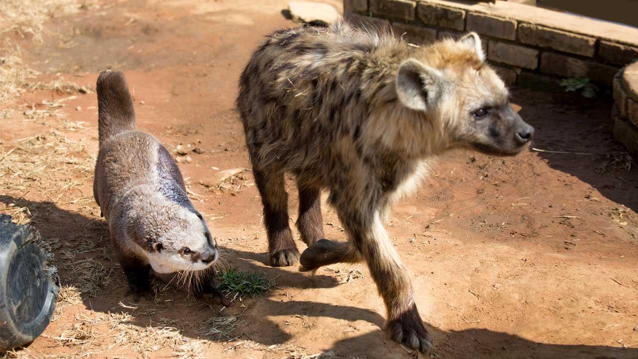 Animal Otterlion