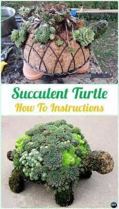 Diy Succulentturtle
