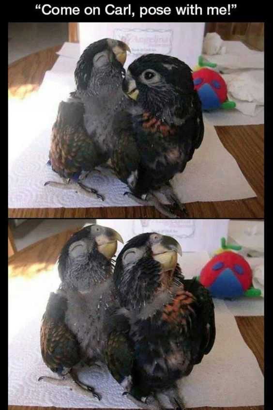 Funny Birdpose