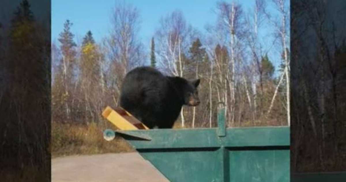 1Bear101617