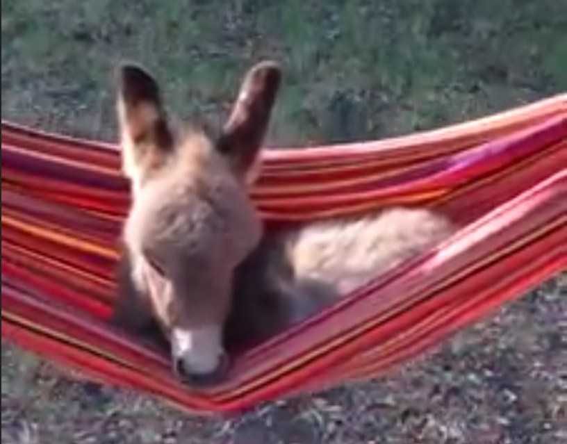 Babydonkey