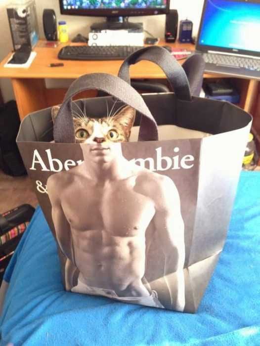Funny Cat Pictures  Catbercrombie!