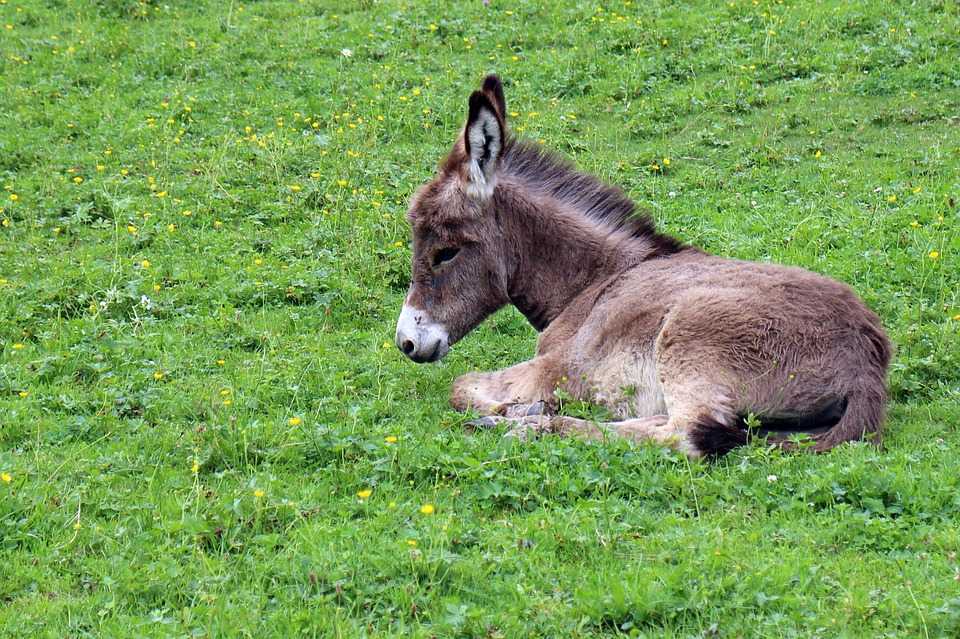 Donkey 409165 960 720
