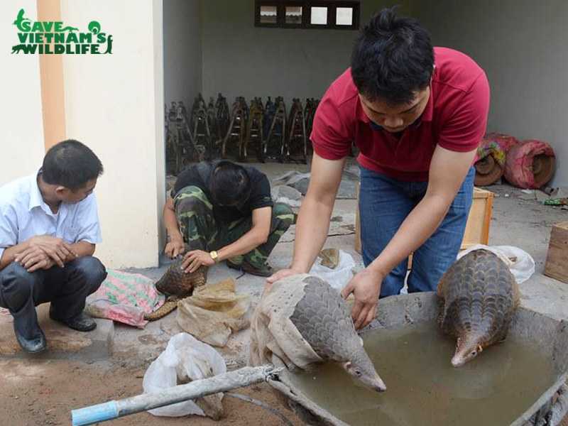 Rescue Pangolins Qt 3