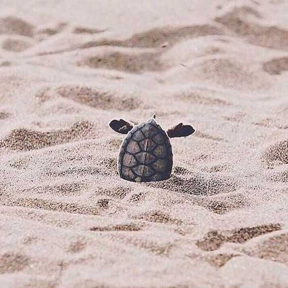 Adorable Animal Pictures With Captions