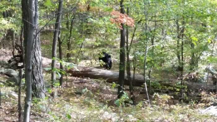 Unbelievable Photos Bearly Escaped