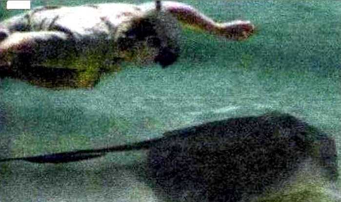 Unbelievable Photos Crikey