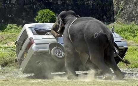 Unbelievable Photos Elephant Behaving Badly