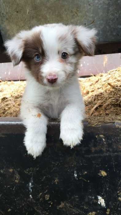 Adorable Dogs  Aussie Mix