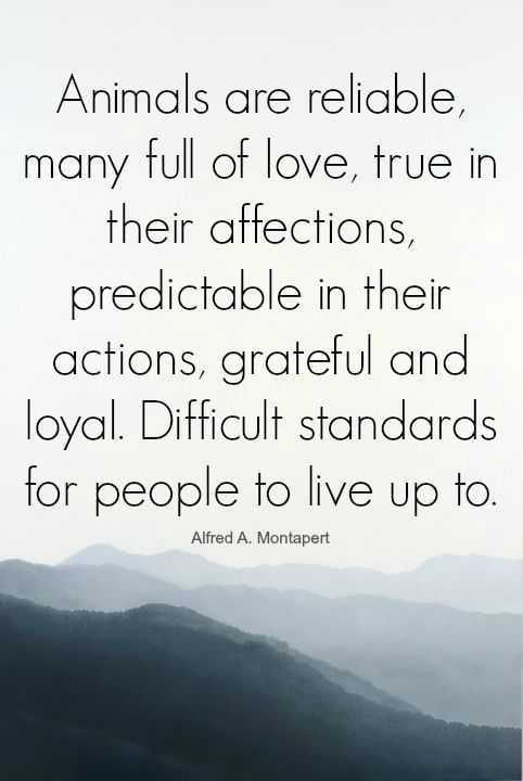Animal Lover Quotes Reliable Animals
