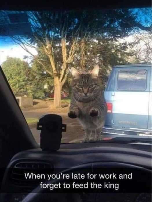 30 Funny Animal Pictures And Memes  Hangry Cat