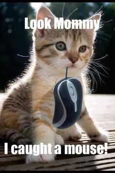 Funny Caught Mouse