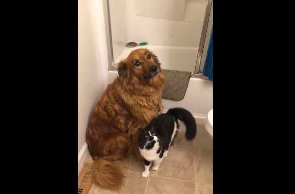 Dog And Cat