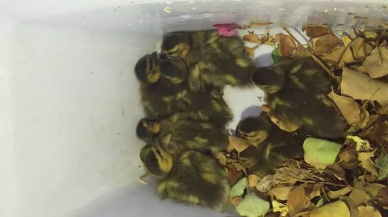 10 Pulled Them Out One By One