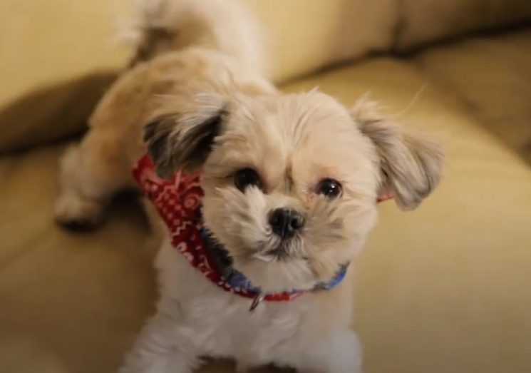 9 A Different Dog