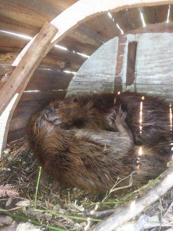 Beavers 1