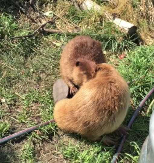 Beavers 8