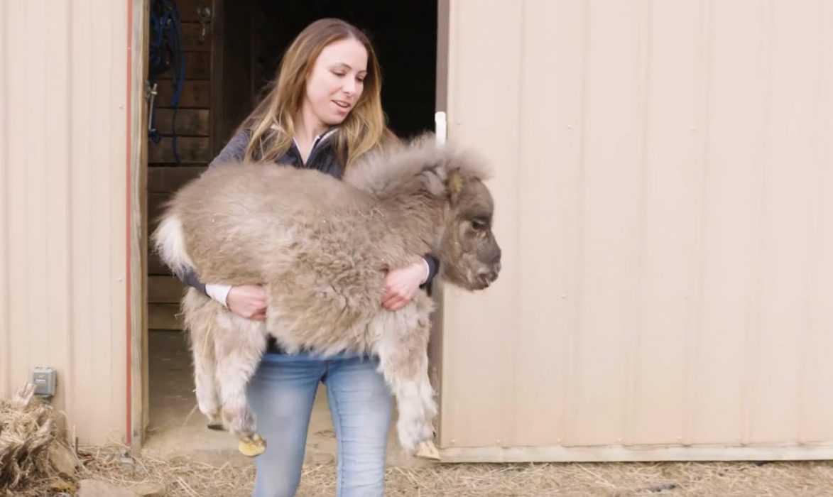 Catdumb Pony