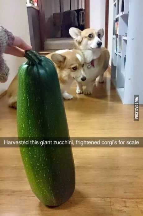 Funny Corgis