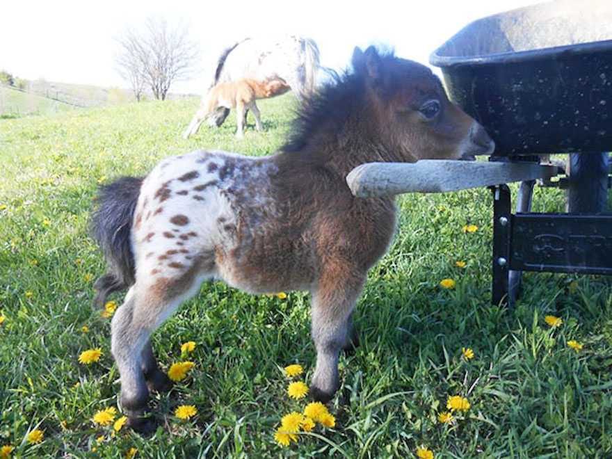Pony