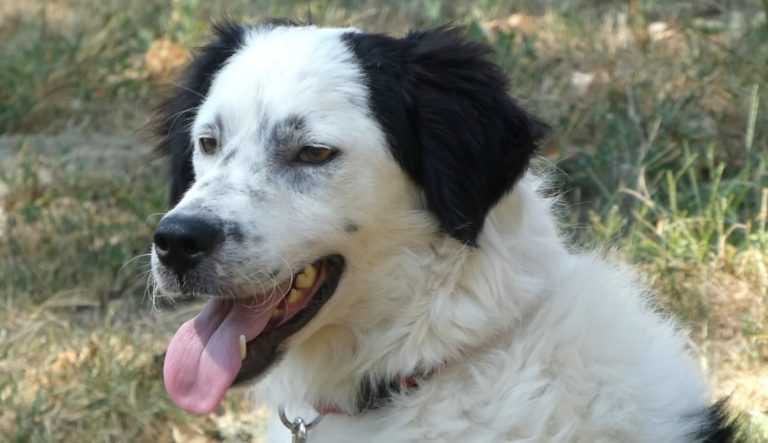 Bella Smile