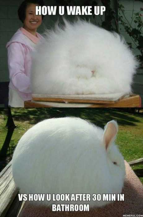 Animal How You Wake