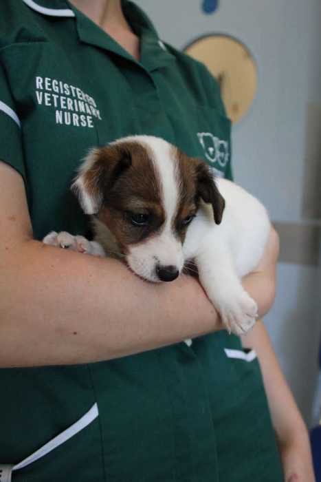Battersea Puppy 3