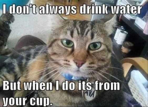 Funny Drink Water Cup