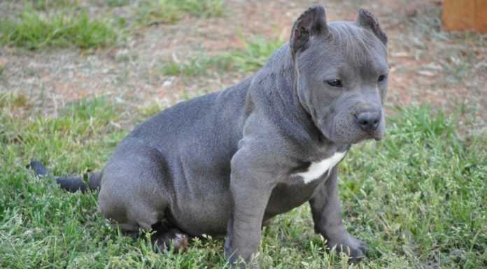 Pitbulllovers Puppy