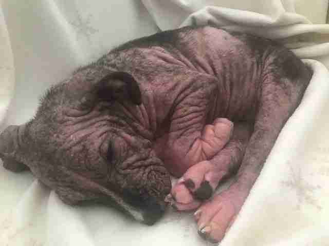 Sickpuppy