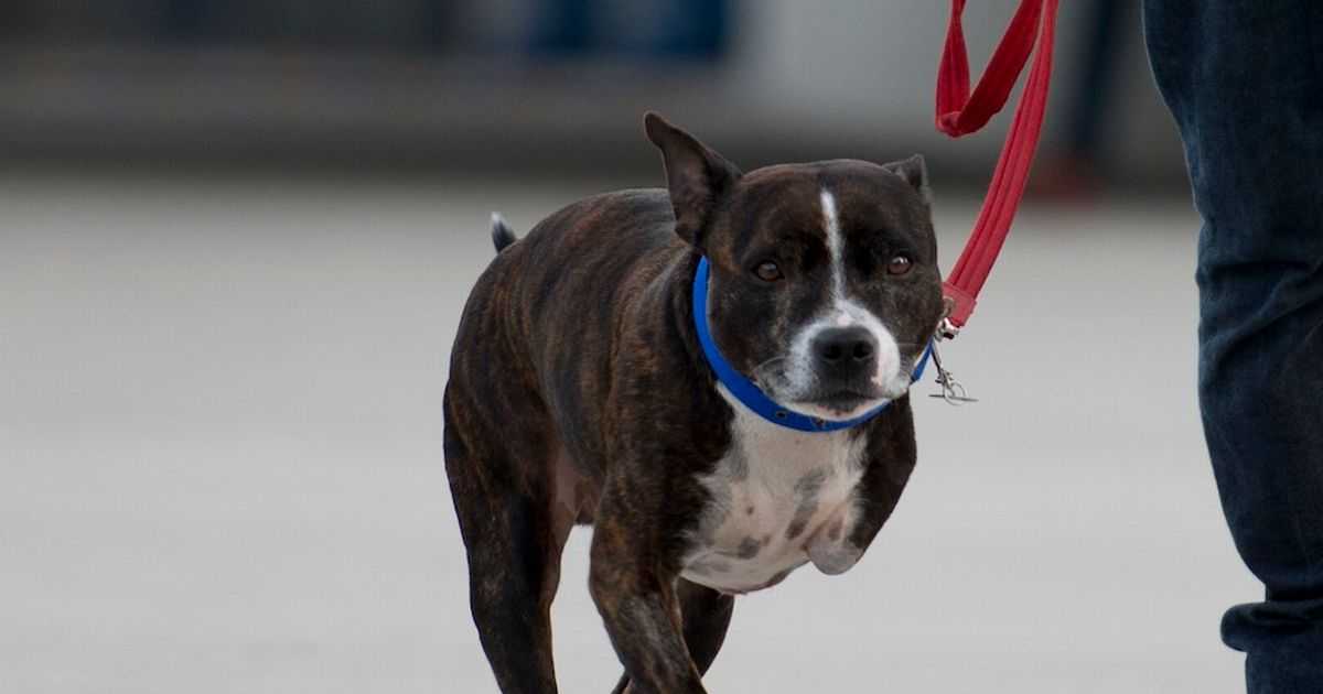 Staffie Dailymirror