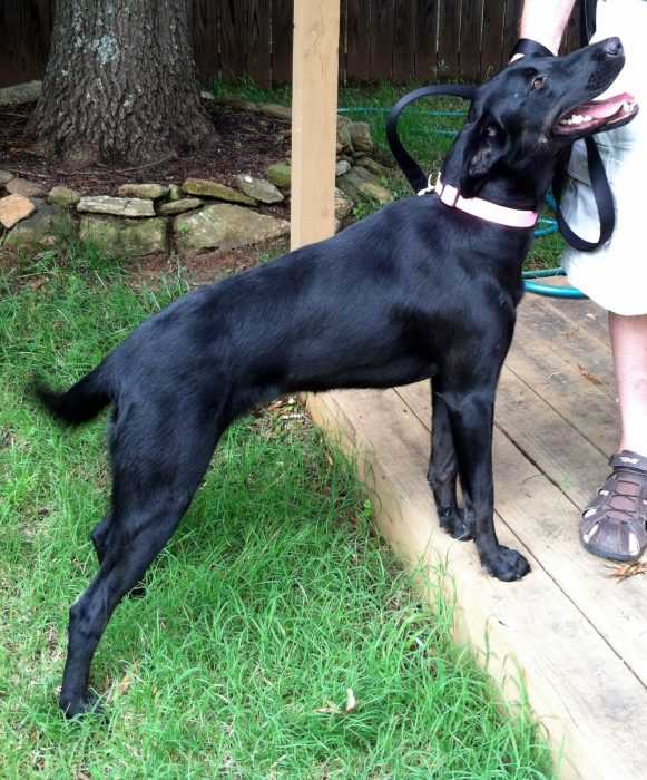 Black Lab Greyhound