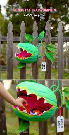 Diy Venus Fly Trap