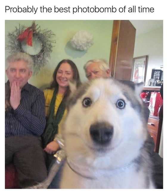 Ffunny Photobomb