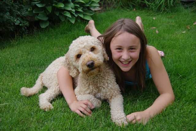 Labradoodle