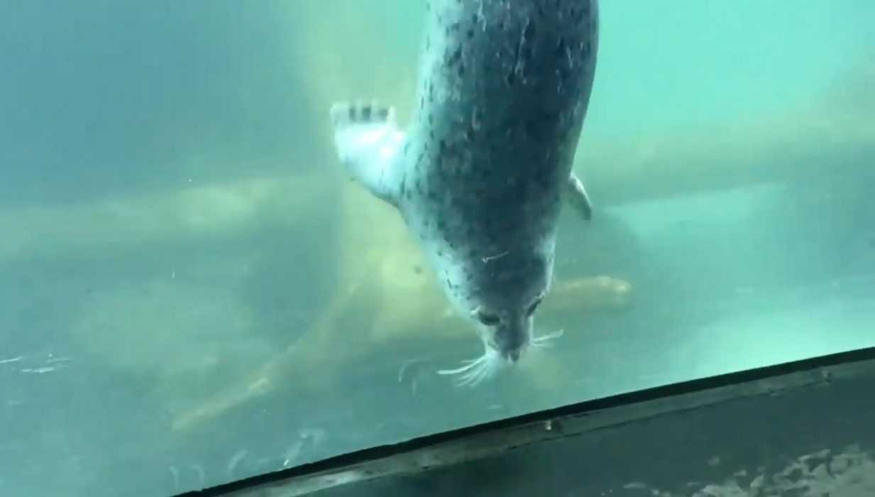 Seal2