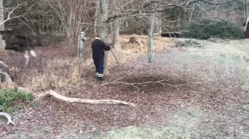 Man Rescues Moose Trapped In A Tree In Small Swedish Town 2 50 Screenshot