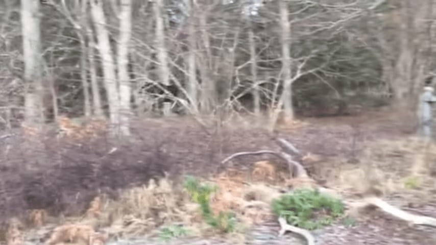 Man Rescues Moose Trapped In A Tree In Small Swedish Town 2 52 Screenshot