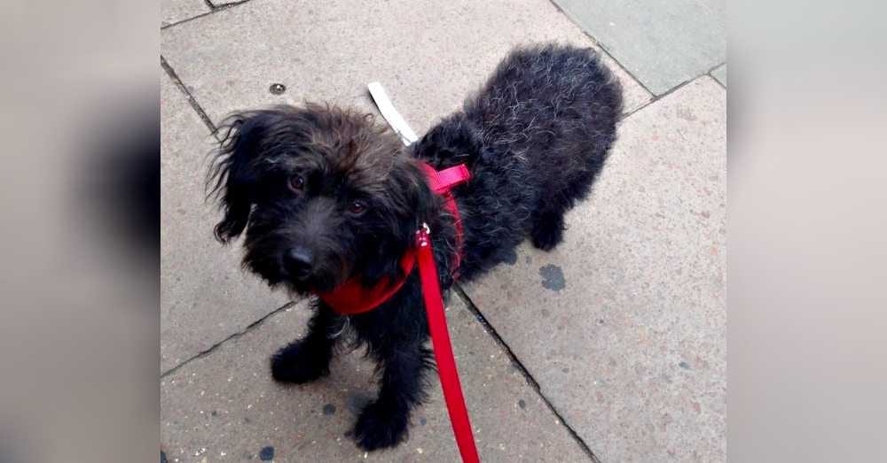 Dog2