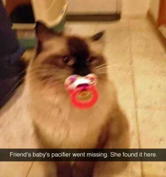 Funny Baby Cat