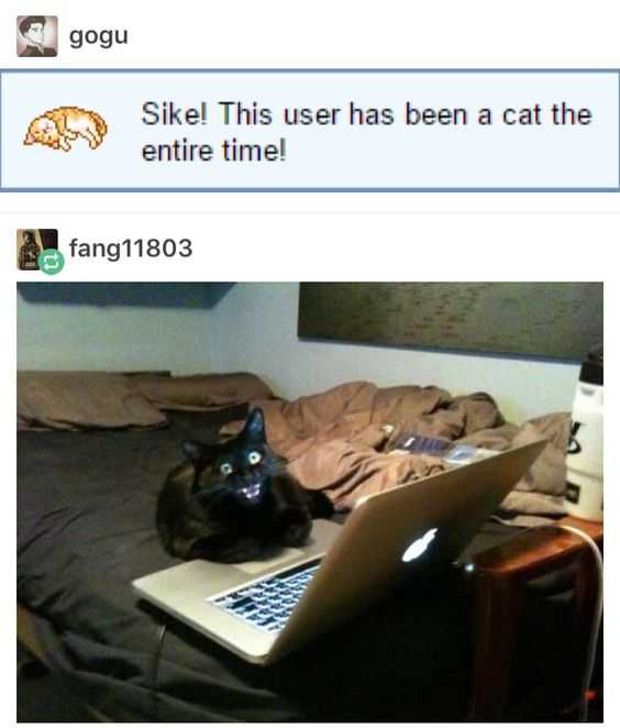 Funny Cat Entire Time