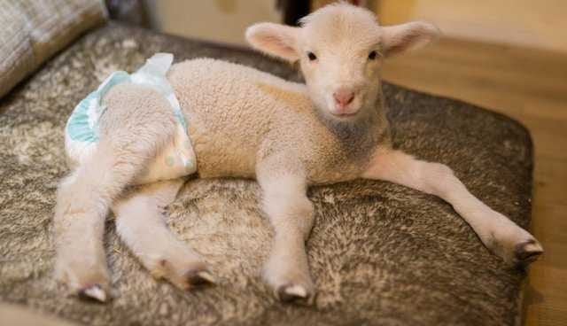Lamb 3