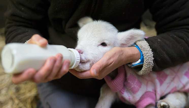 Lamb