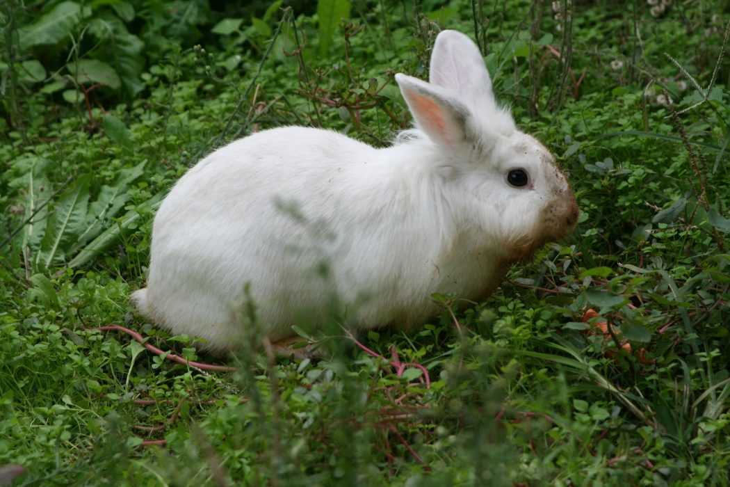 Rabbit 209609 1920 1