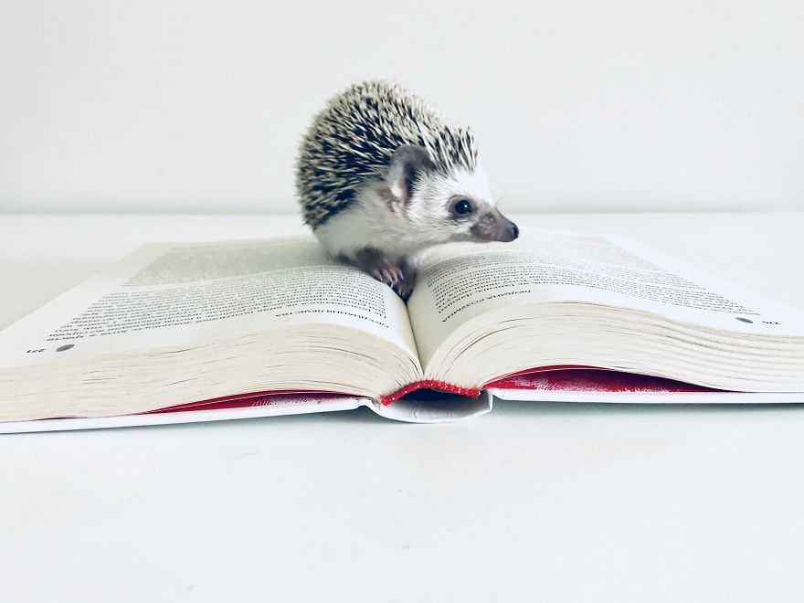 Ricky Book