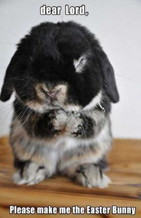 Animal2