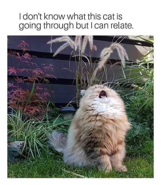 Cat2